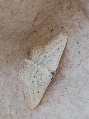 Idaea elongaria