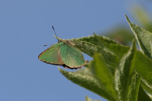 Callophrys rubi