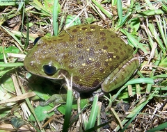 Hyla gratiosa