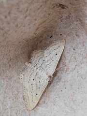 Idaea elongaria
