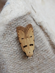 Stibaromacha ratella