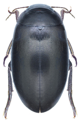 Ilybius erichsoni