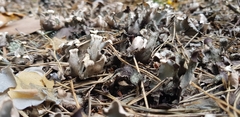 Craterellus cornucopioides