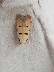 Stibaromacha ratella