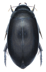 Ilybius quadriguttatus