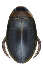 Rhantus exsoletus