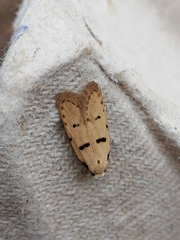 Stibaromacha ratella