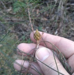 Cylindrococcus spiniferus