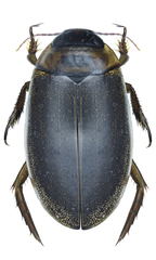 Rhantus frontalis