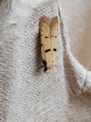 Stibaromacha ratella