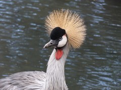 Balearica regulorum regulorum