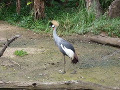 Balearica regulorum regulorum