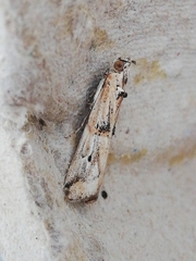 Pempelia genistella