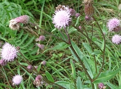 Cirsium arvense