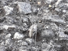 Tetragnatha nigrita