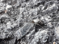 Tetragnatha nigrita