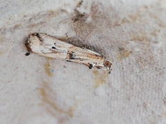 Pempelia genistella