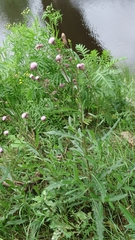 Cirsium arvense