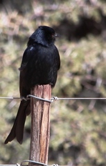 Dicrurus adsimilis apivorus