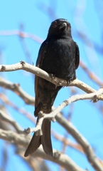 Dicrurus adsimilis apivorus