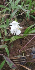 Habenaria suaveolens