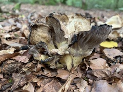 Craterellus melanoxeros