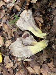 Craterellus melanoxeros