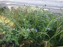 Anchusa arvensis arvensis