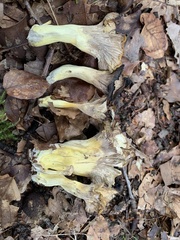 Craterellus melanoxeros