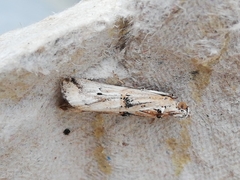Pempelia genistella