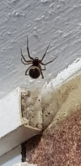 Steatoda nobilis