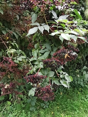 Sambucus nigra
