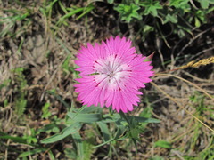 Dianthus caucaseus