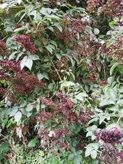 Sambucus nigra