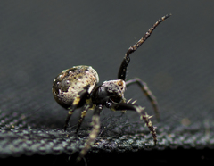 Araneus rotundulus
