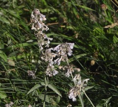 Nepeta nepetella