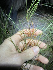 Acacia juncifolia