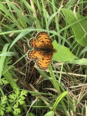 Melitaea parthenoides