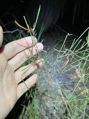 Acacia juncifolia