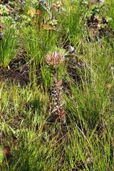 Leucadendron floridum