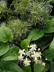 Clematis vitalba