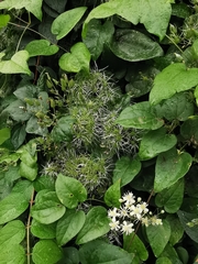 Clematis vitalba