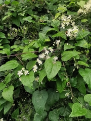 Clematis vitalba