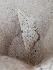 Idaea elongaria