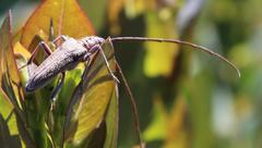 Aristogitus cylindricus