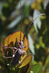Aristogitus cylindricus