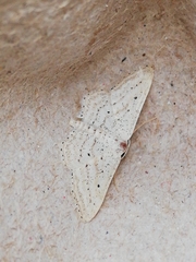 Idaea elongaria