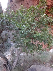 Smelophyllum capense