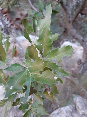 Smelophyllum capense