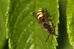 Nomada goodeniana